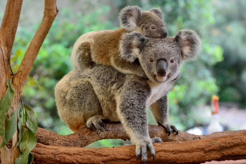Australien