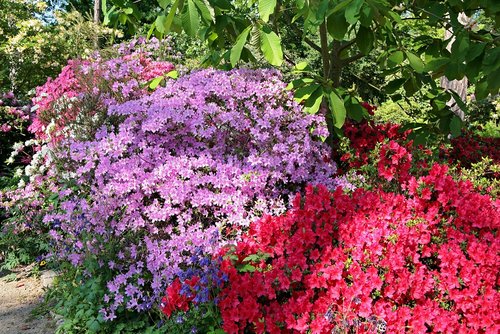 Düsseldorf und Blütenpracht