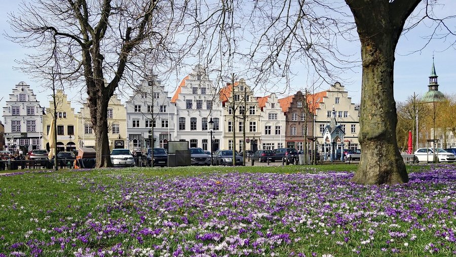 Krokusblüte in Husum