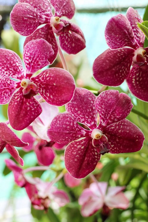 Landesgartenschau Bad Nenndorf