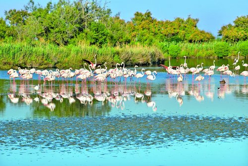 Zauber der Provence und Camargue