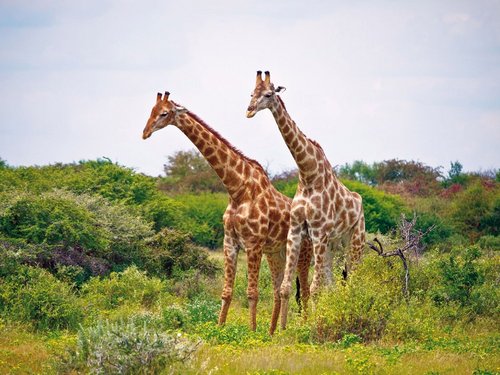 Namibia, Botswana und Zimbabwe