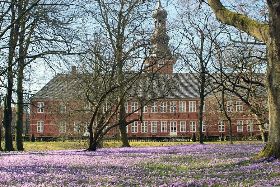 Krokusblüte in Husum