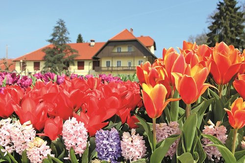 Blumenparadies Slowenien