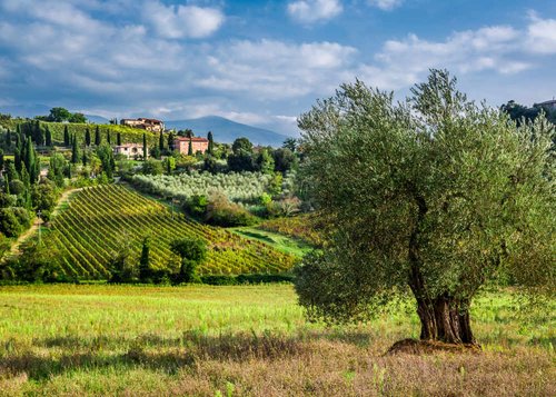 Zur Kamelienblüte in die Toskana Zur Kamelienblüte in die Toskana