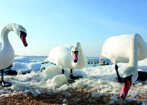 Weihnachten und Silvester in Swinemünde Weihnachten und Silvester in Swinemünde
