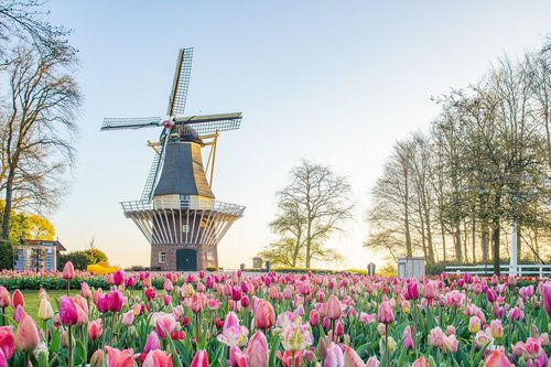 Zur Tulpenblüte nach Holland - Korsotermin