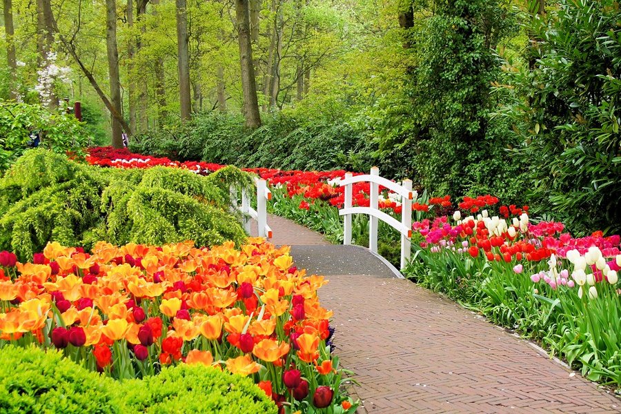 Zur Tulpenblüte nach Holland