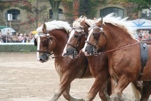 Hengstparade im Landgestüt Moritzburg