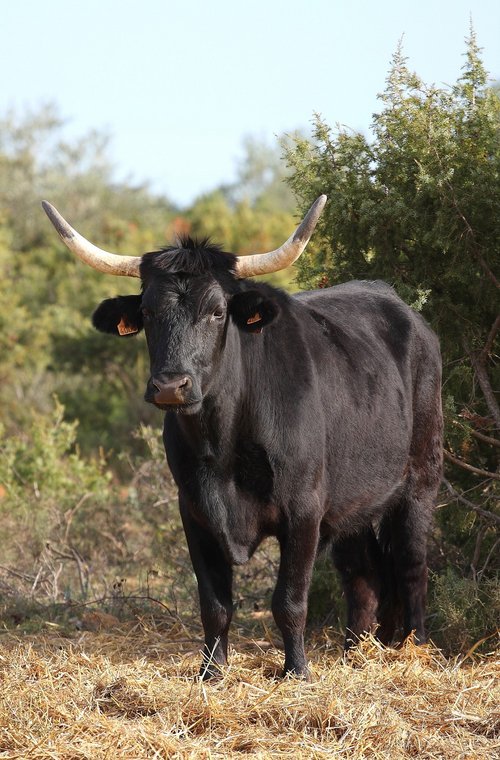 Zauber der Provence und Camargue