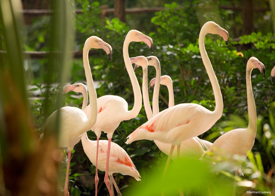 Tropical Islands