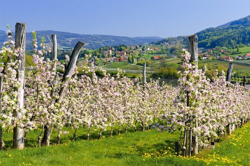 Steiermark Tourismus/Erich Hagspiel