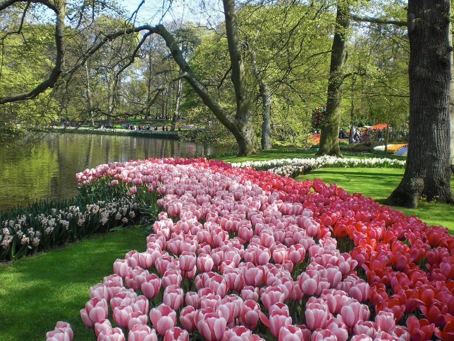 Tulpenblüte und Blumenkorso