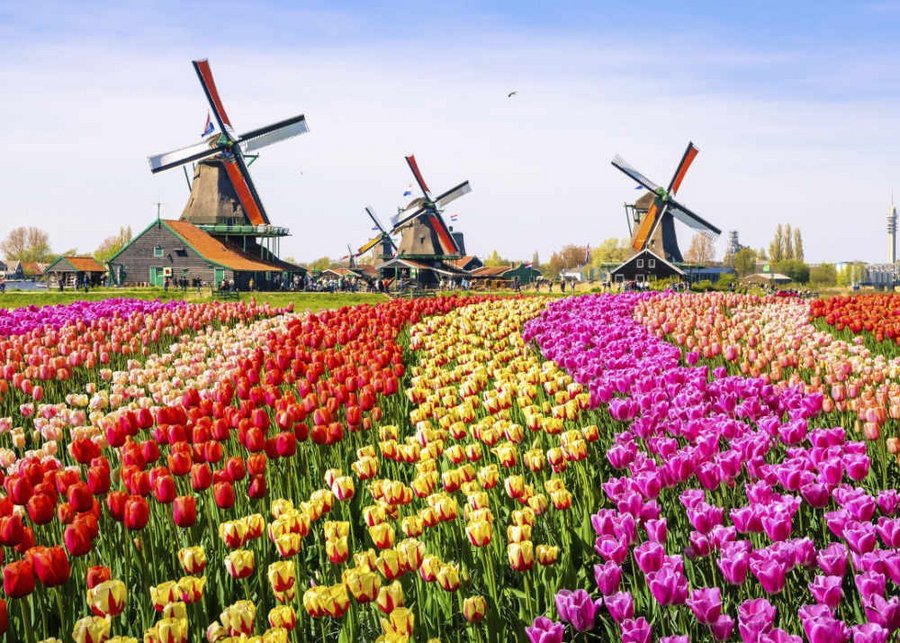 Tulpenblüte und Blumenkorso