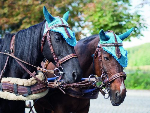 Hengstparade im Landgestüt Moritzburg