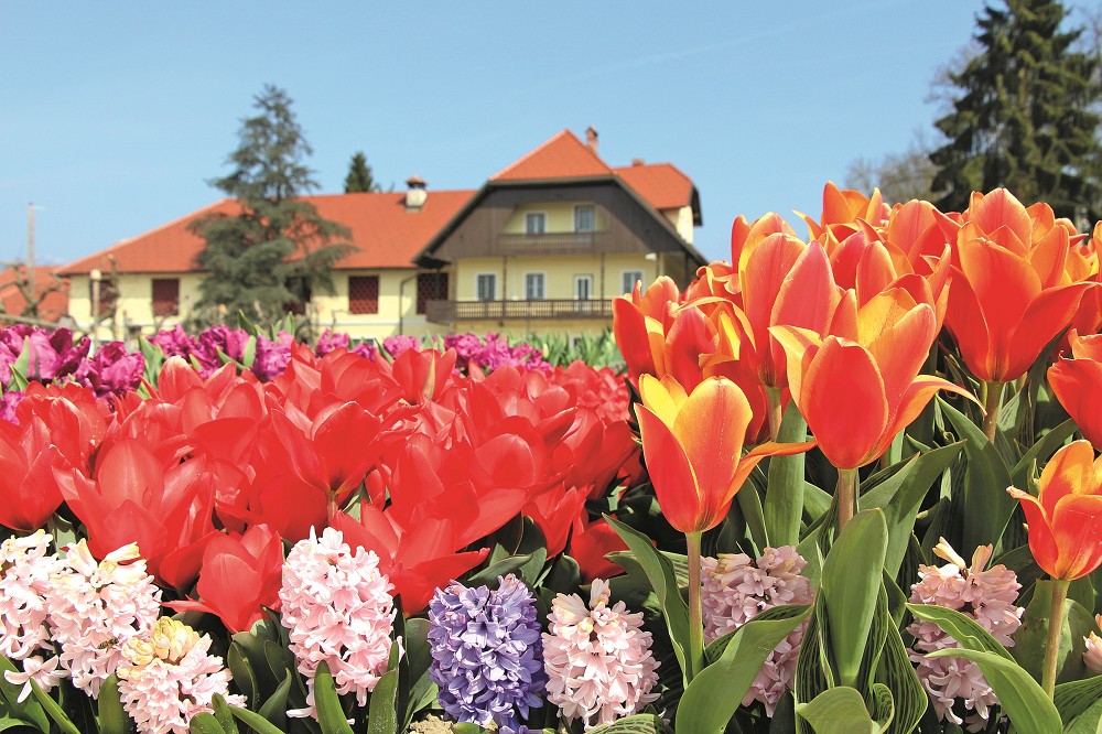 Blumenparadies Slowenien