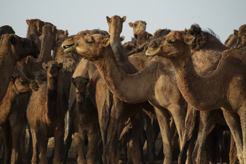 Saudi-Arabien Saudi-Arabien
