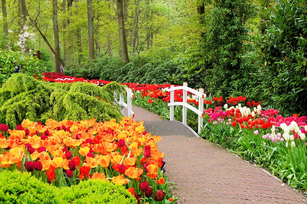 Zur Tulpenblüte nach Holland Zur Tulpenblüte nach Holland