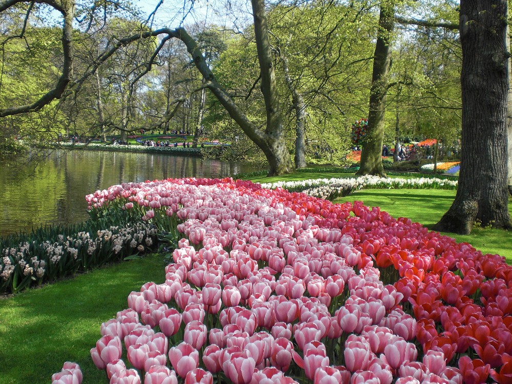 Tulpenblüte und Blumenkorso