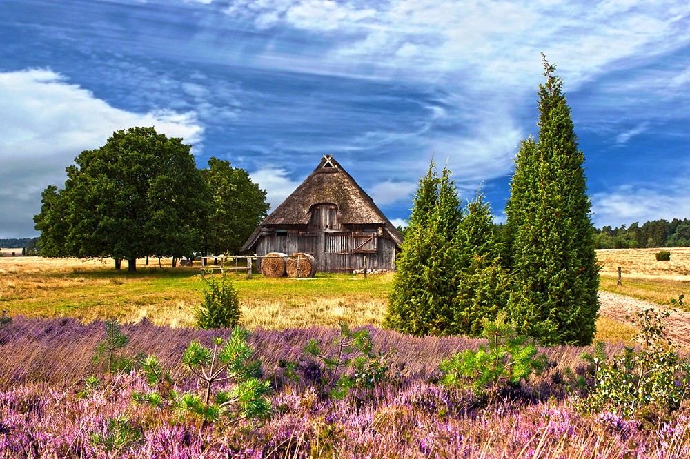 Lüneburger Heide mit Kremserfahrt Lüneburger Heide mit Kremserfahrt
