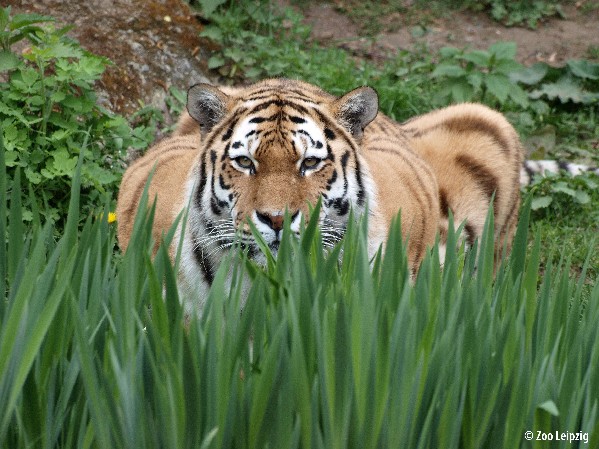 Leipzig Zoo Leipzig Zoo