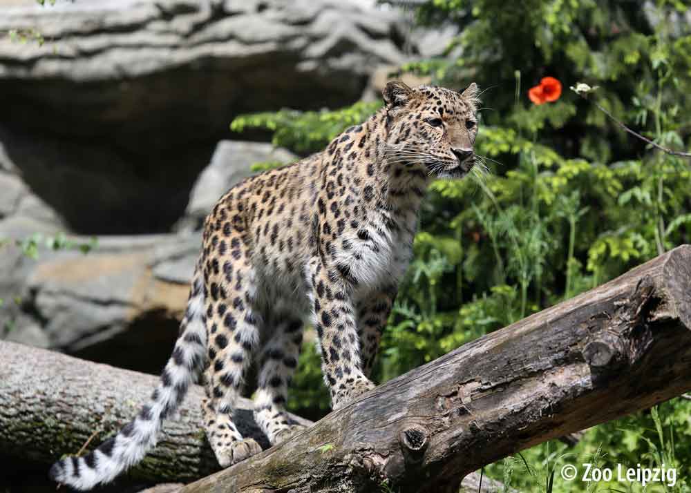 Leipzig Zoo Leipzig Zoo