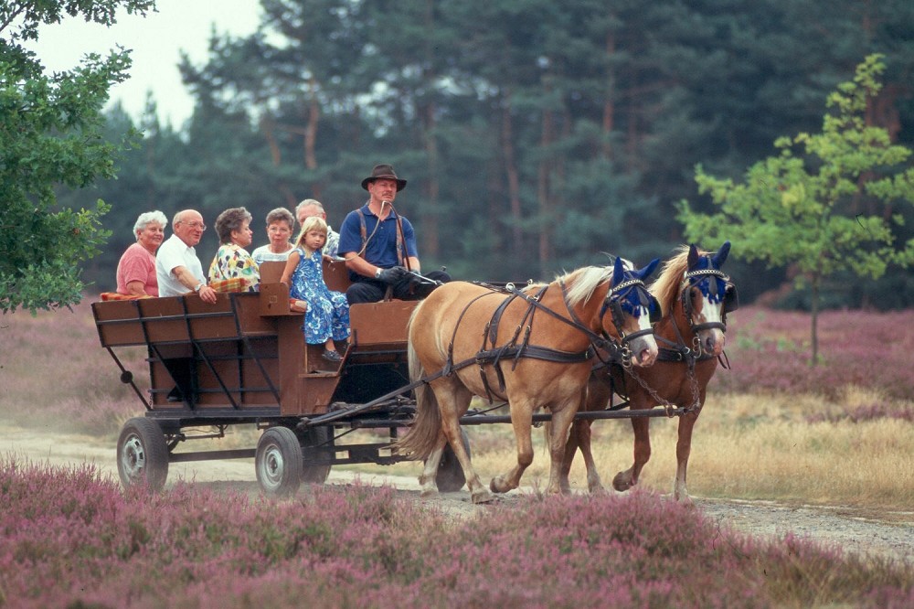 Malerische Lüneburger Heide Malerische Lüneburger Heide