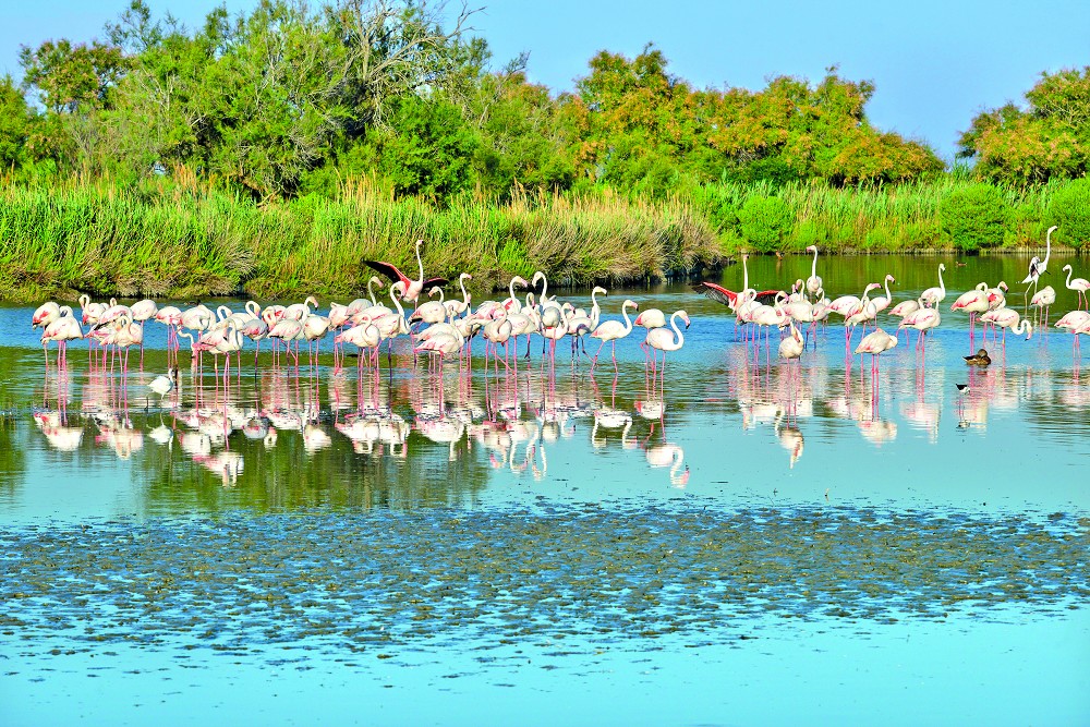 Zauber der Provence und Camargue