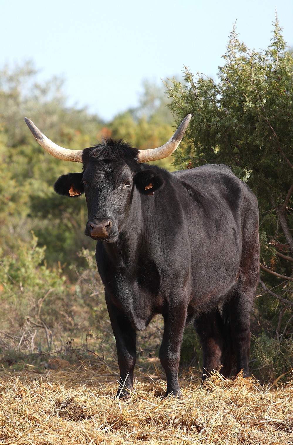 Zauber der Provence und Camargue
