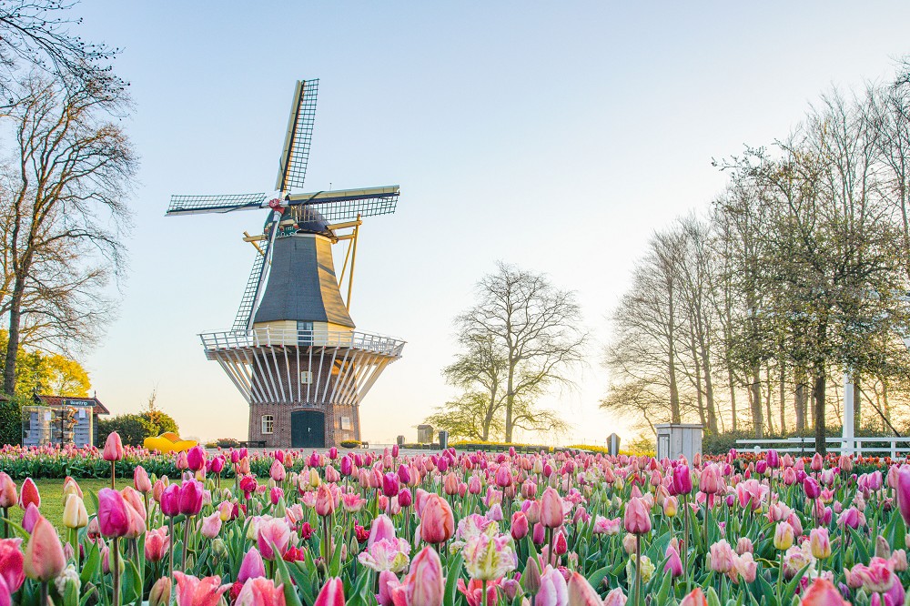 Zur Tulpenblüte nach Holland - Korsotermin
