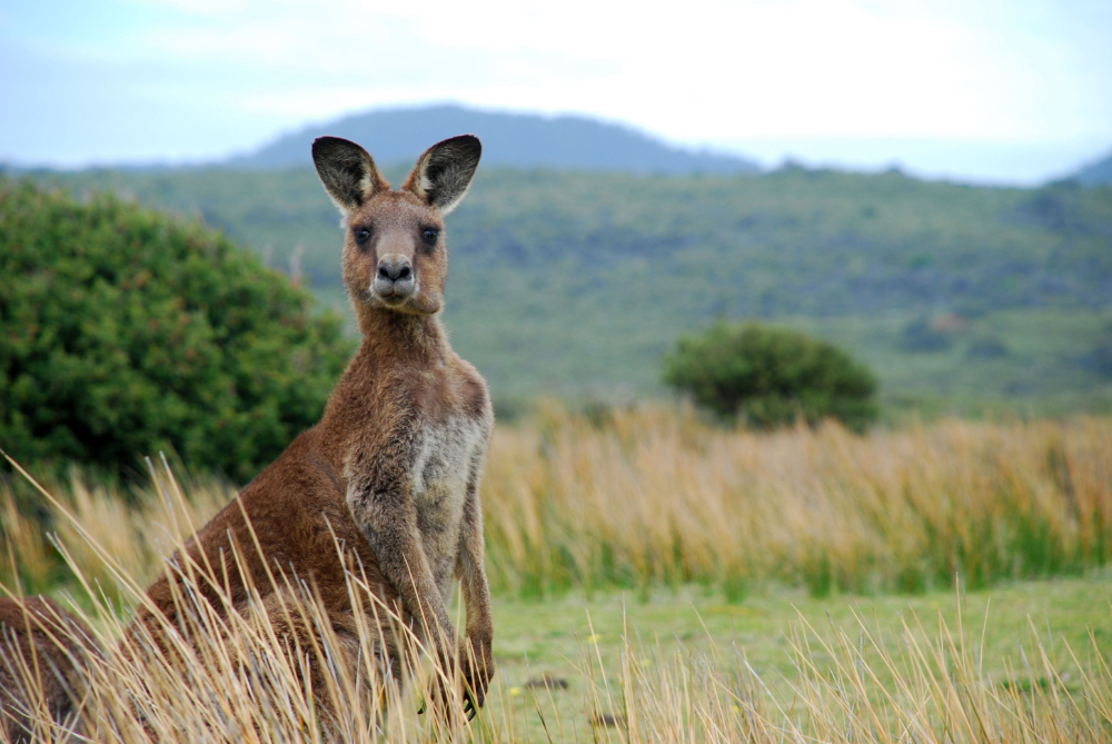 Australien