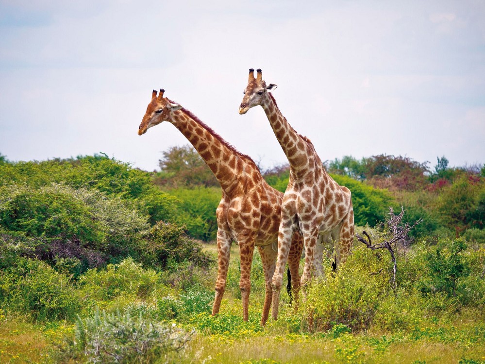 Namibia, Botswana und Zimbabwe