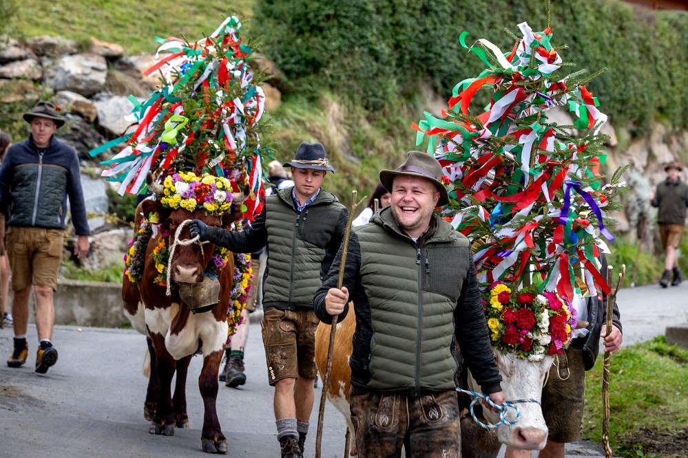 Almabtrieb in der Steiermark
